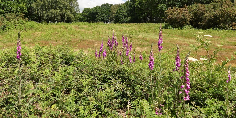 landschap met paarse bloemen op de voorgrond omringd door bomen en struiken