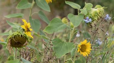 Close-up bloeiende zonnebloemen
