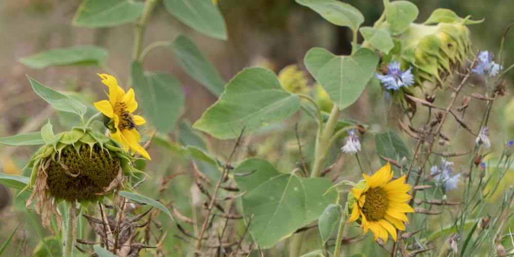 Close-up bloeiende zonnebloemen