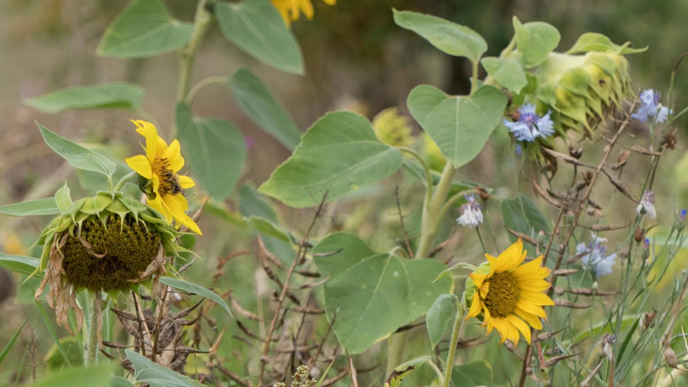 Close-up bloeiende zonnebloemen