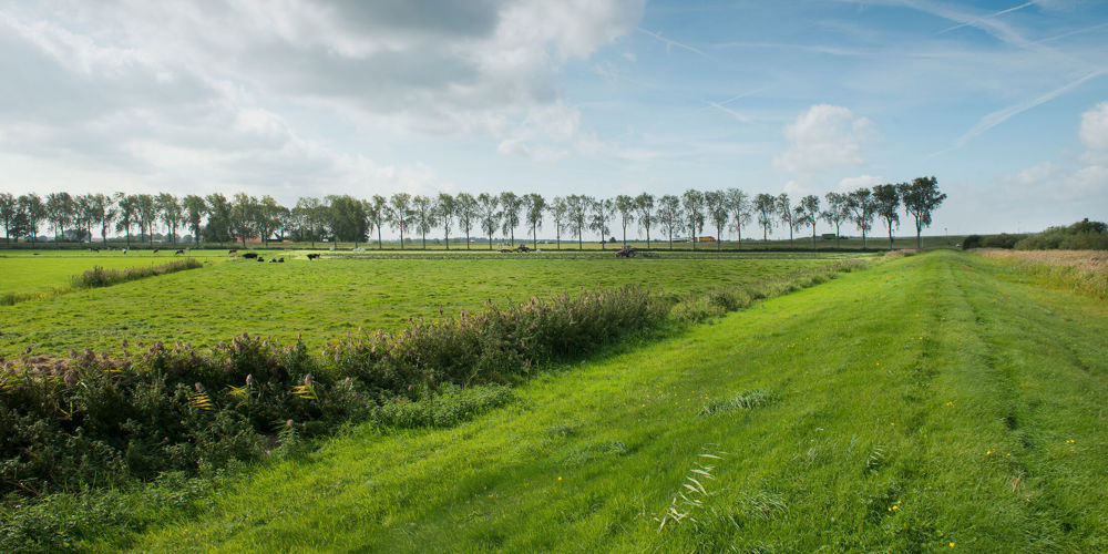 landschap water met sloot en rij bomen op achtergrond