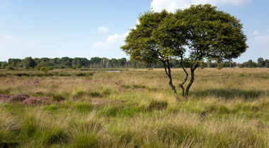 boom in landschap