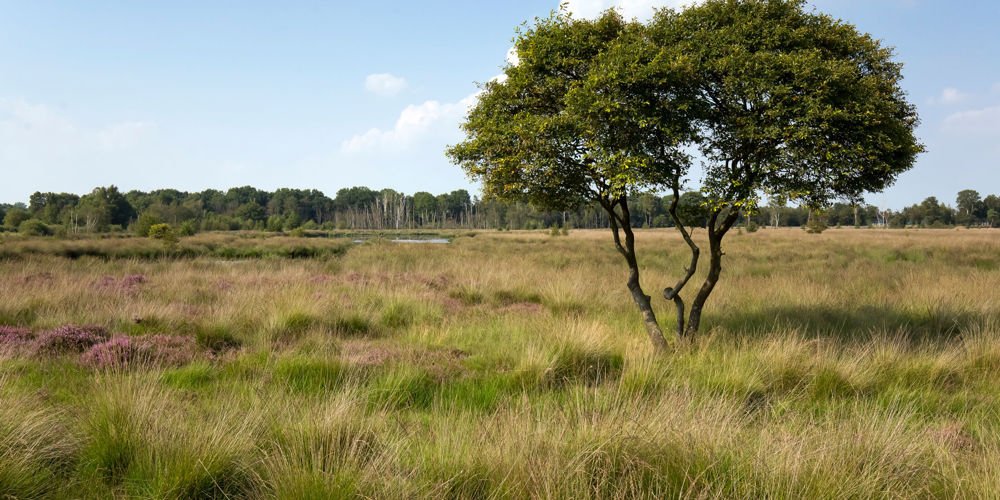 boom in landschap