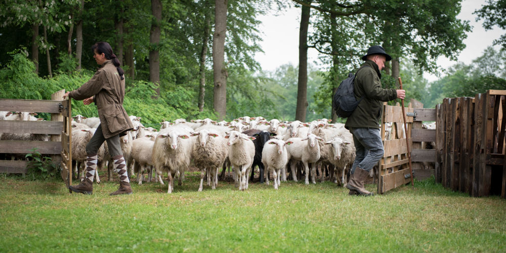Twee mensen openen schapenhek voor veel schapen met een zwart schaap in het midden