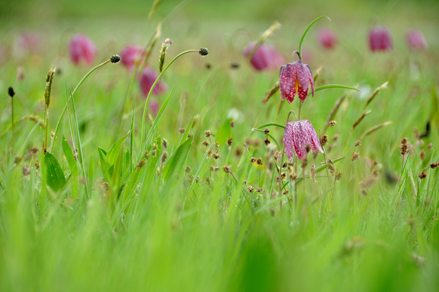 close up kievietsbloem in hoog gras