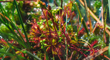 planten in Aamsveen