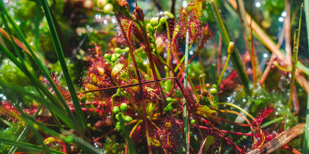 planten in Aamsveen