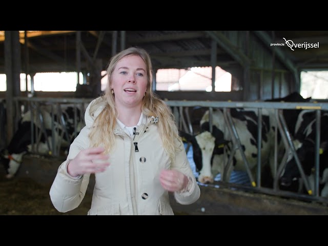 Vrouw in winterjas praat voor camera in stal met koeien