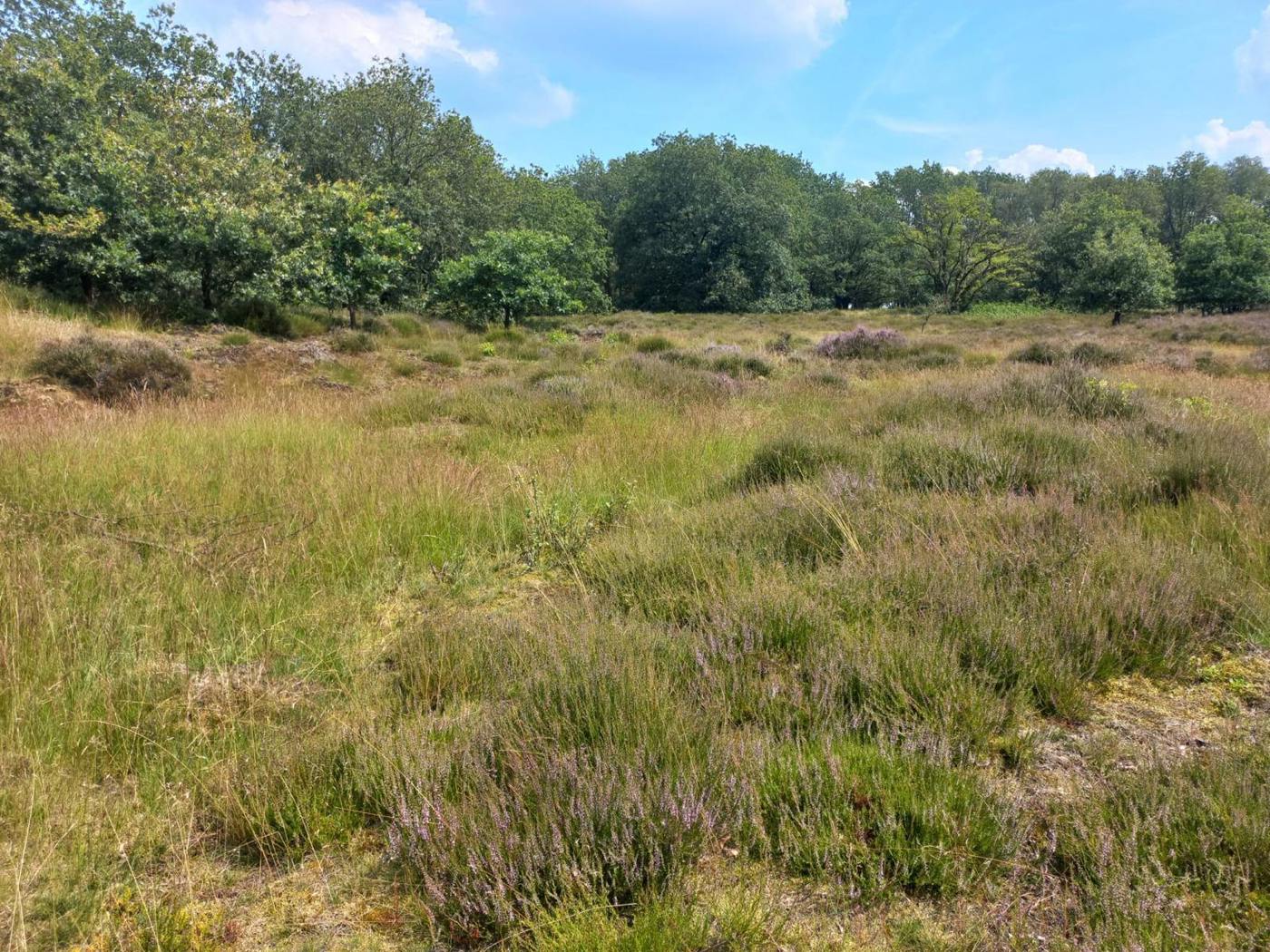 Open veld met gras en heide, omringd door bomen onder een blauwe lucht met enkele wolken.