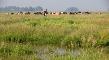 Man in vochtig weiland met koeienkudde 