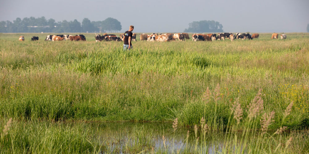 Man in vochtig weiland met koeienkudde 
