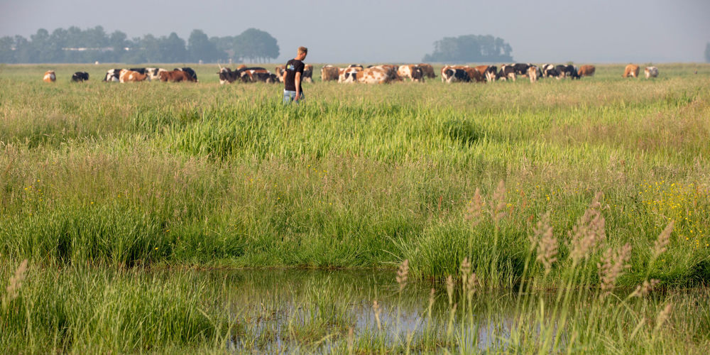 Man in vochtig weiland met koeienkudde 