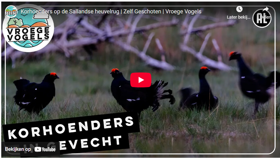 Still van video: Vroege vogels: Korhoenders in gevecht