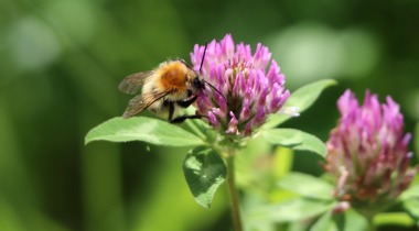 Akkerhommel op rodeklaverbloem