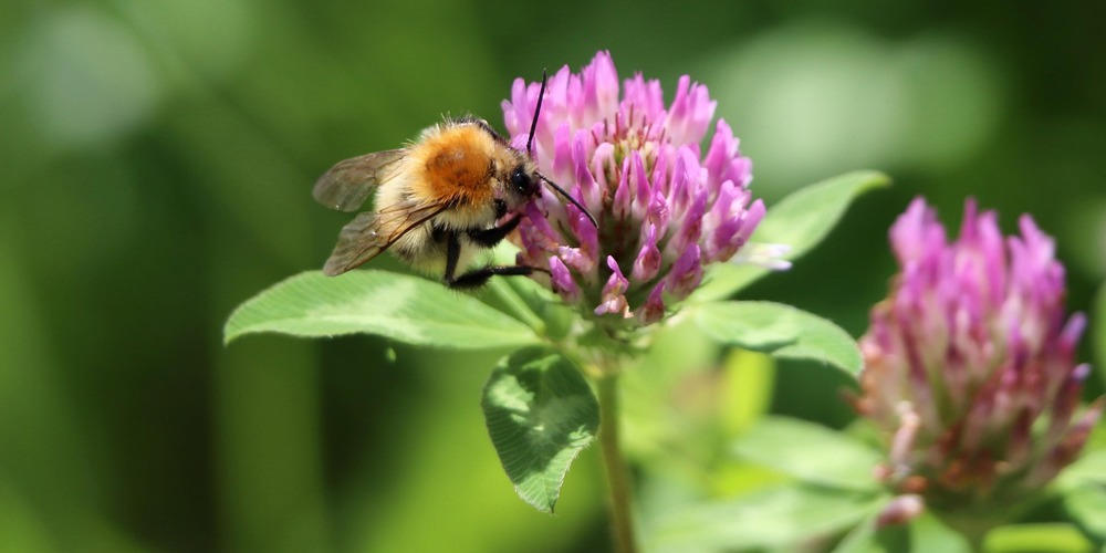Akkerhommel op rodeklaverbloem