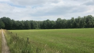 weiland met bospad en houtwallen op achtergrond