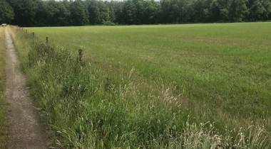 weiland met bospad en houtwallen op achtergrond