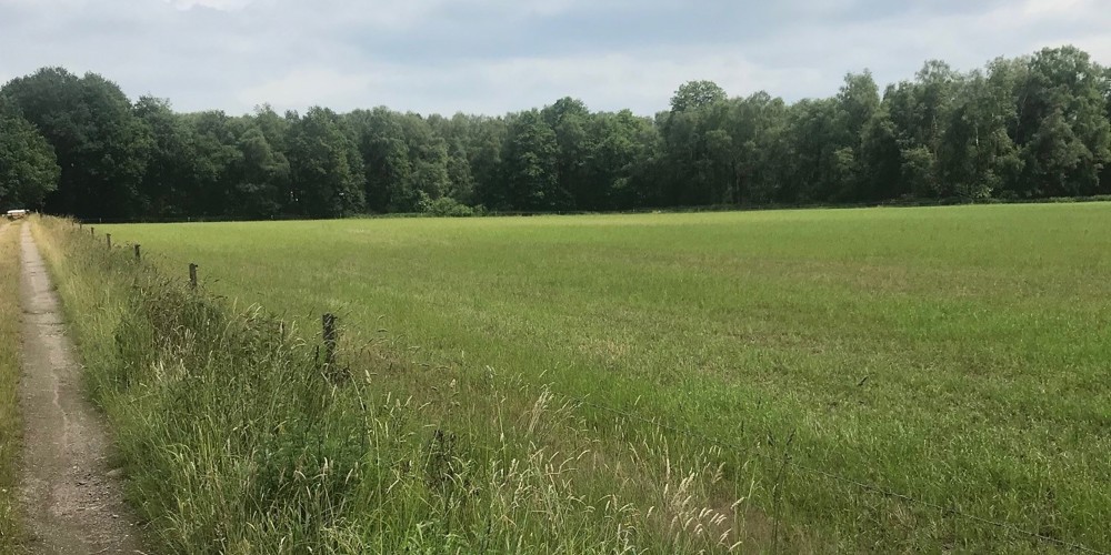 weiland met bospad en houtwallen op achtergrond
